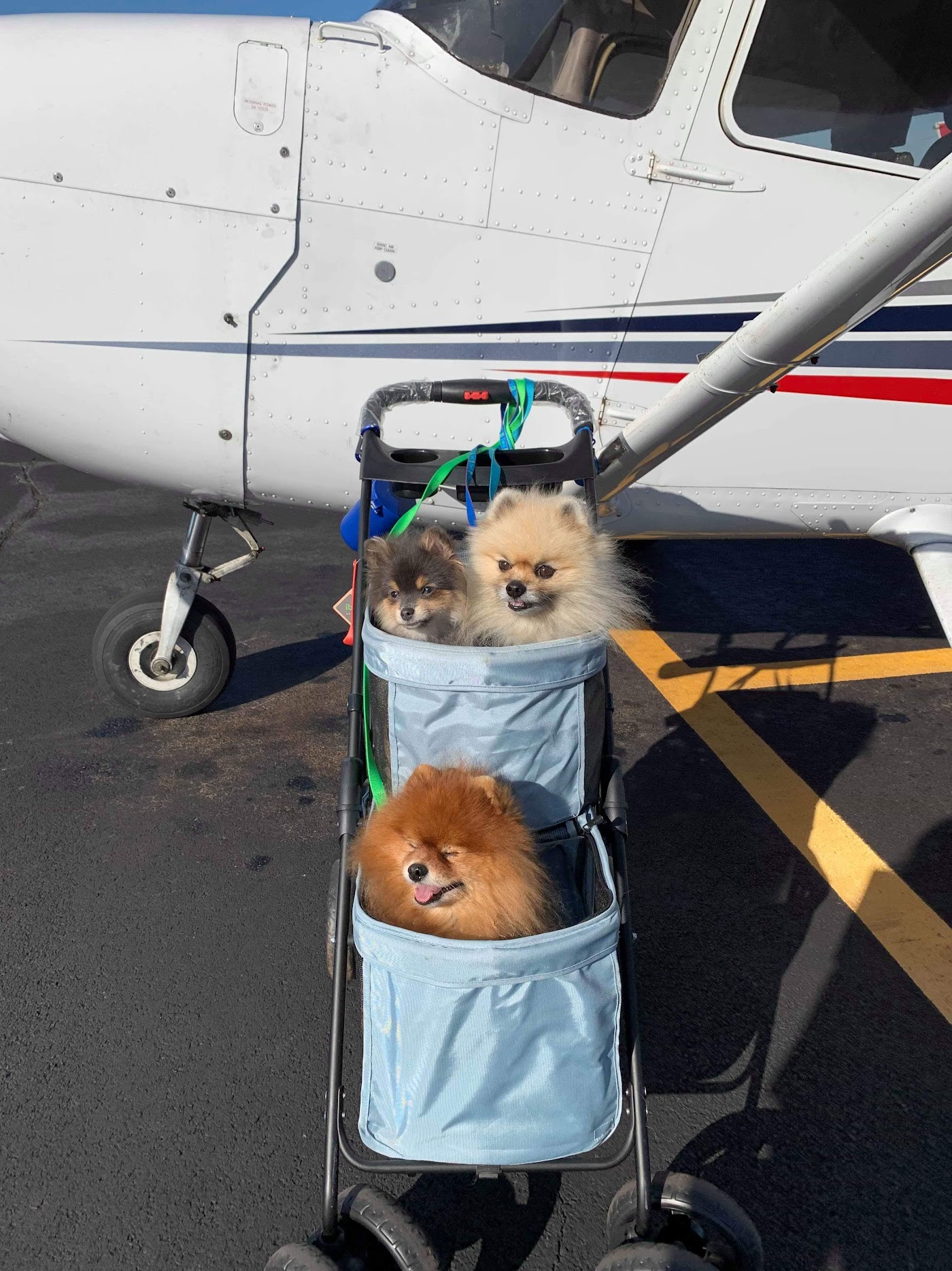 Wings of Carolina Flying Club in Sanford, photo 3